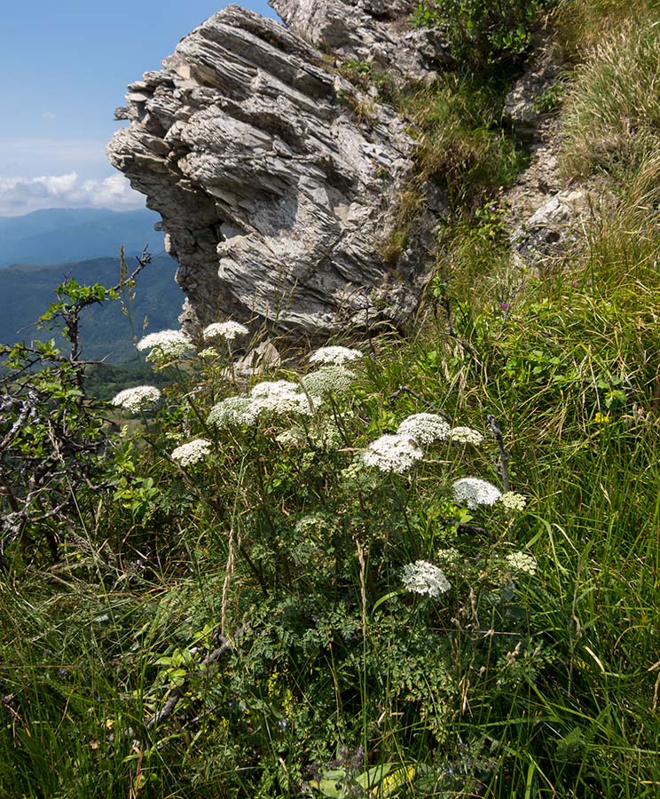 Katapsuxis silaifolia (=Cnidium silaifolium) / Carvifoglio dei boschi